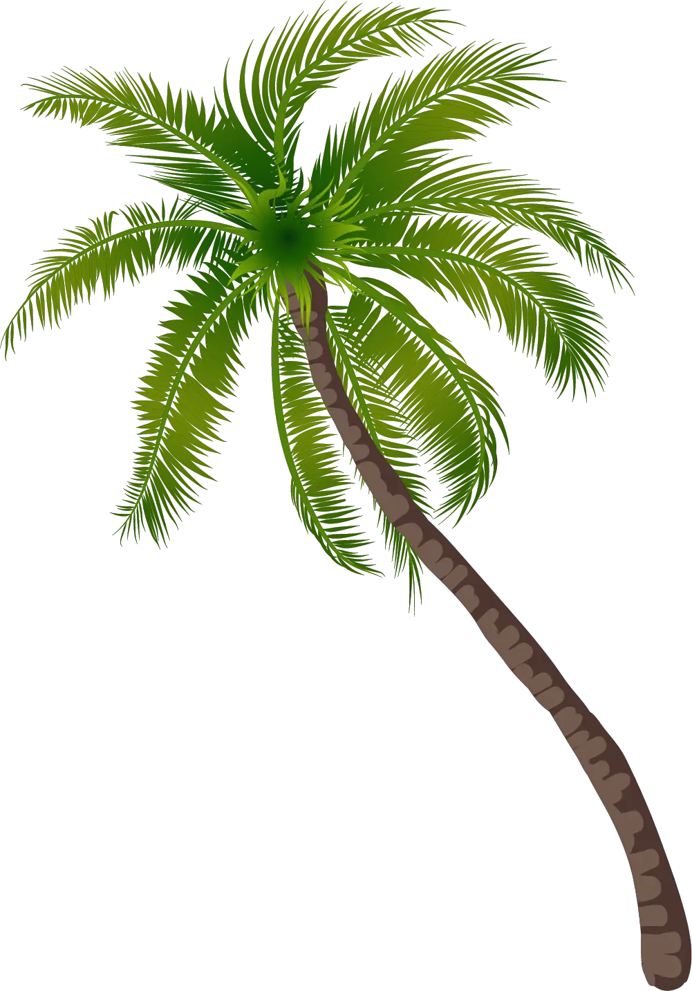 Illustration of Tilted Coconut Palm Tree