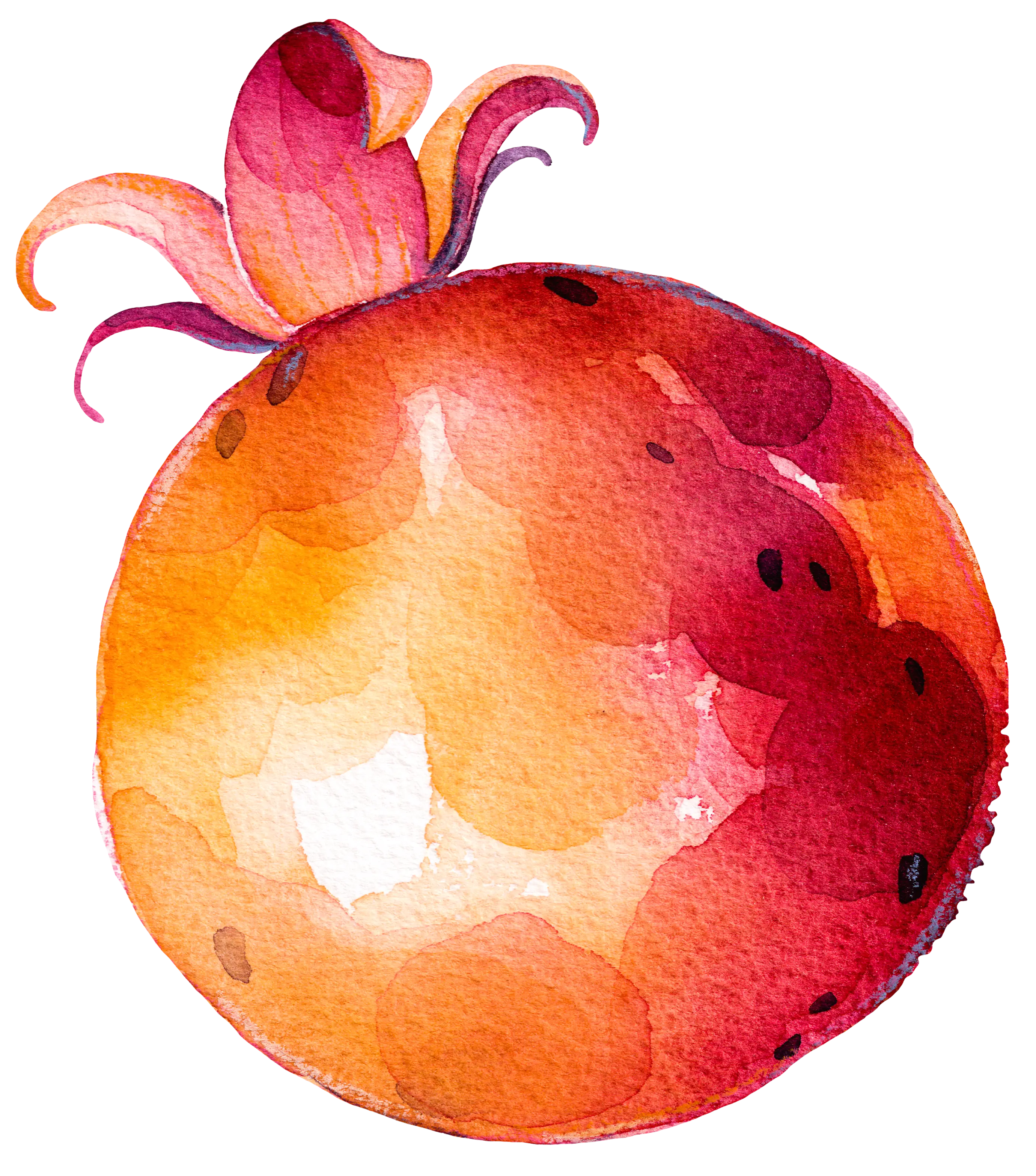 Watercolor Pomegranate Illustration