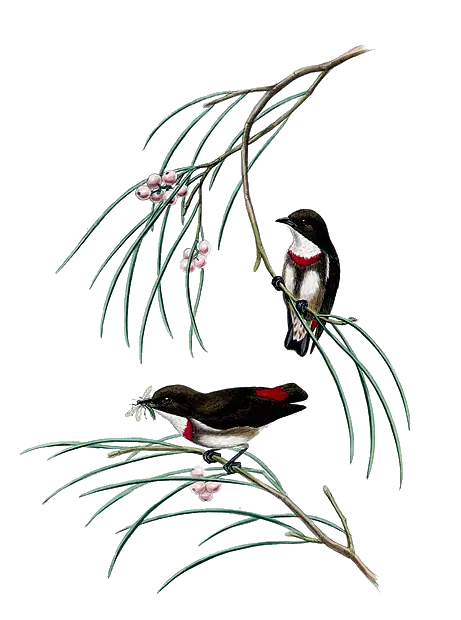 Two Birds on Tree Branches