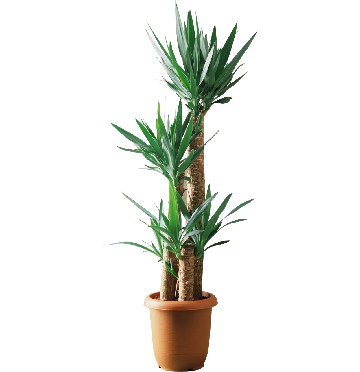 Green Potted Plant