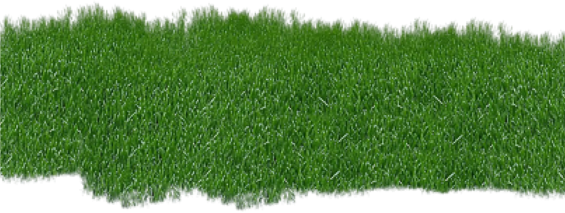 Green Grass Texture for Nature Concept