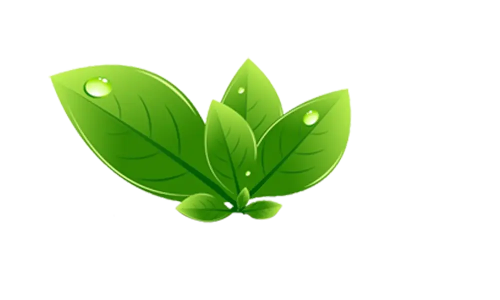 Green Leaves with Dew Illustration