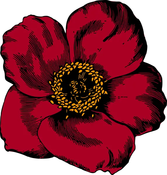 Red Flower Botanical Illustration