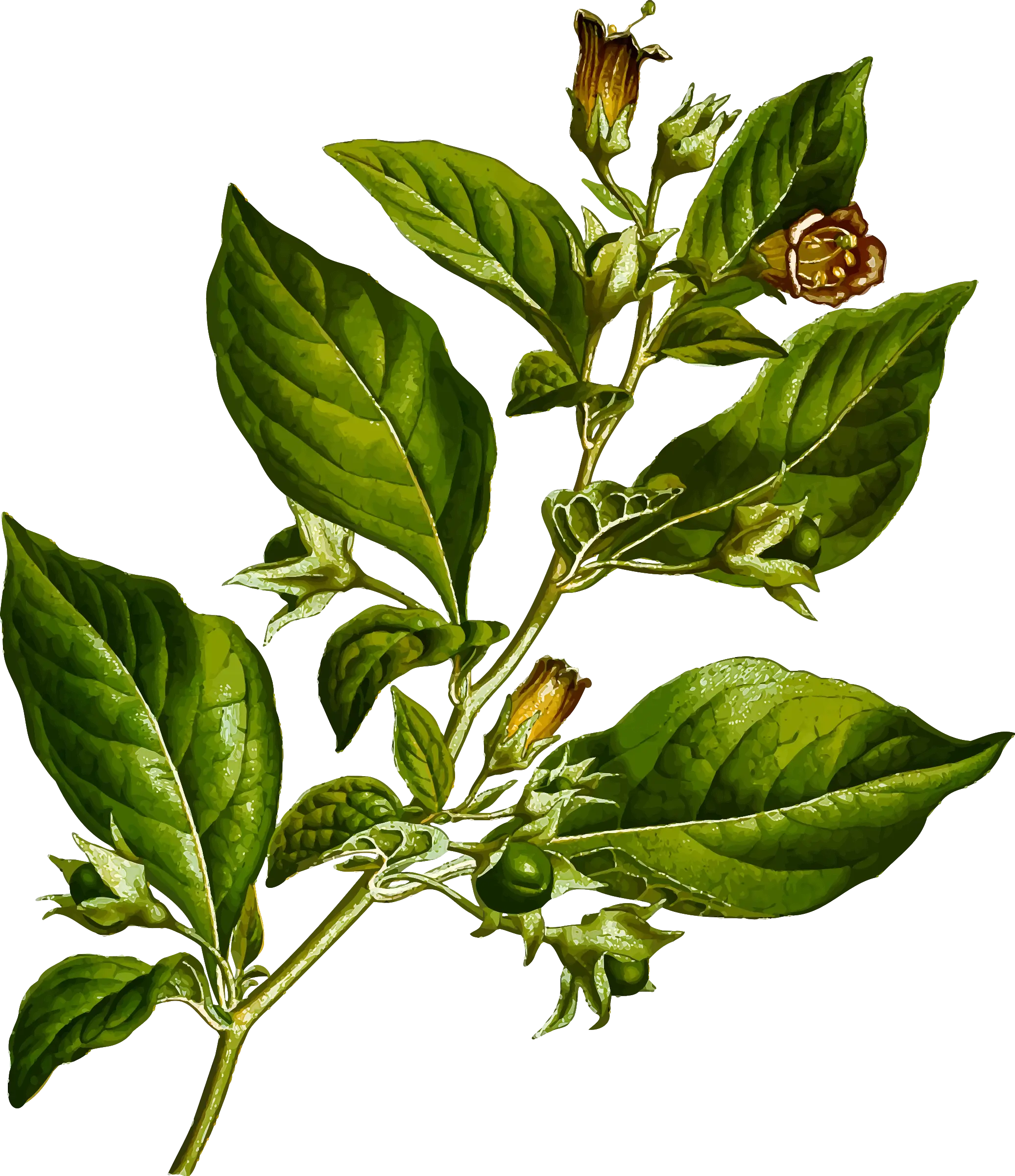Belladonna Plant Illustration