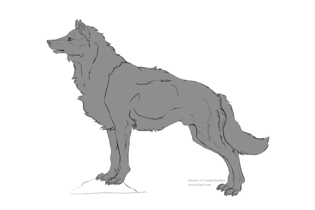 Gray Wolf Animal Sketch