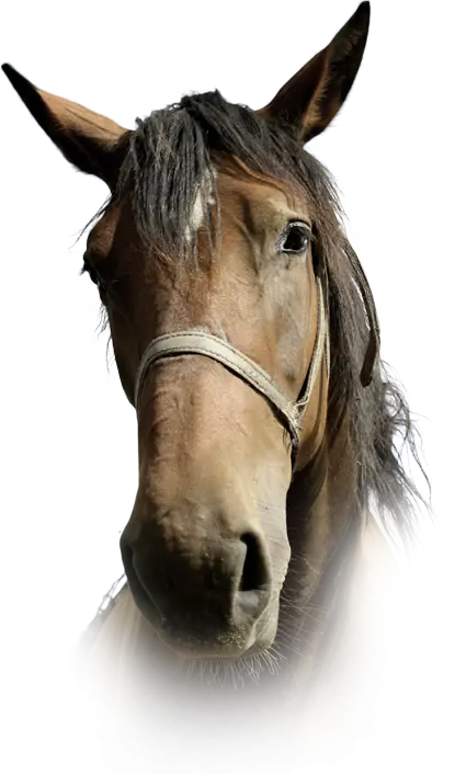 Brown Horse Head Close-Up