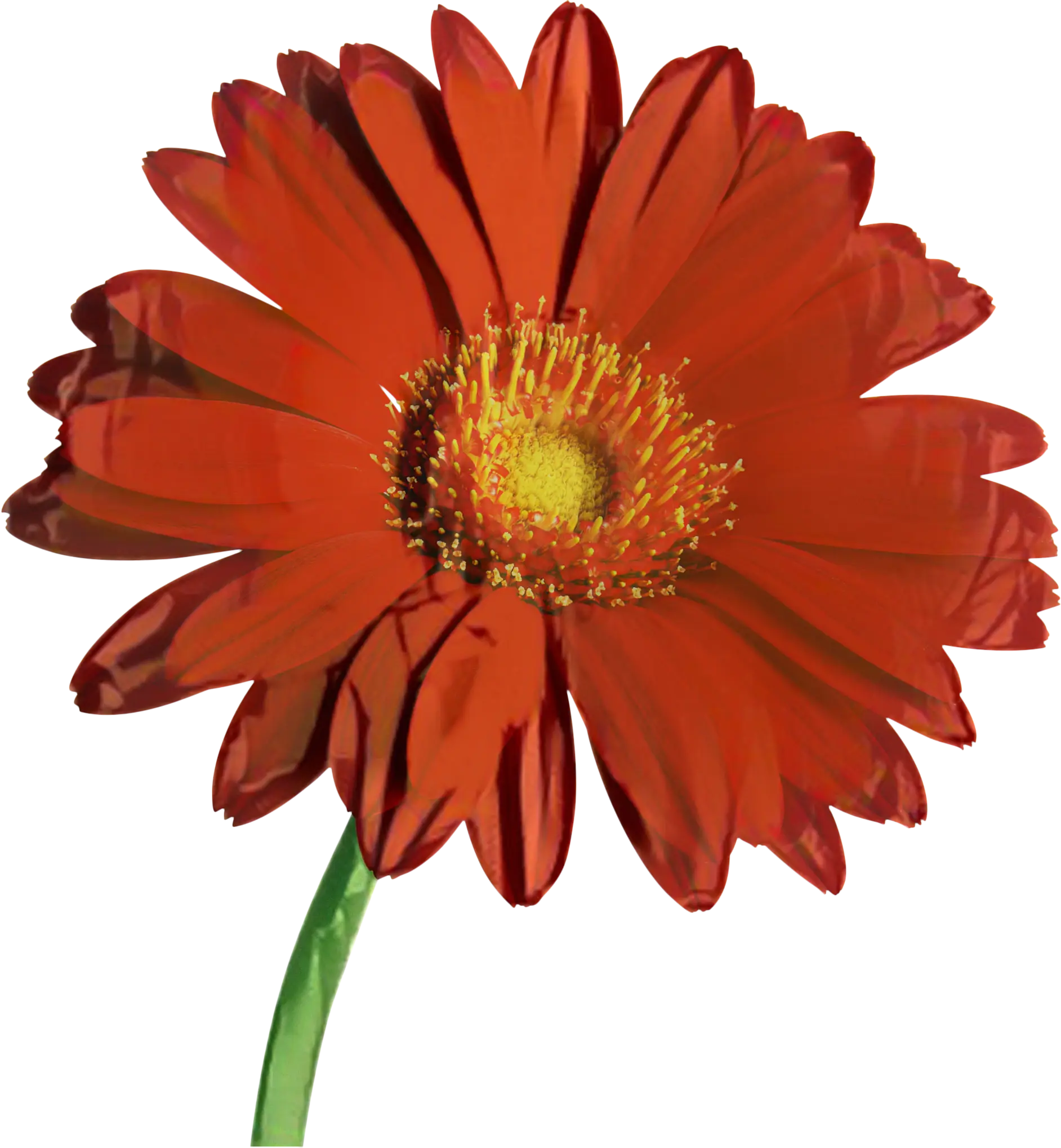 Red Daisy Flower Illustration