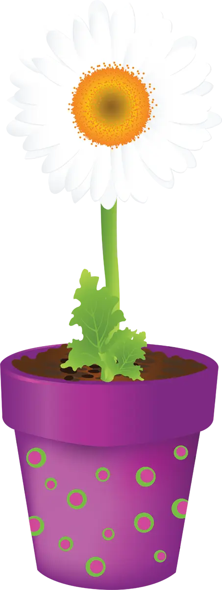 White Daisy in Decorative Flower Pot