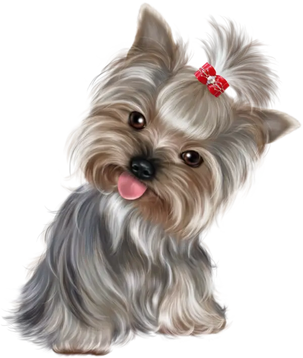 Charming Yorkshire Terrier with Bow