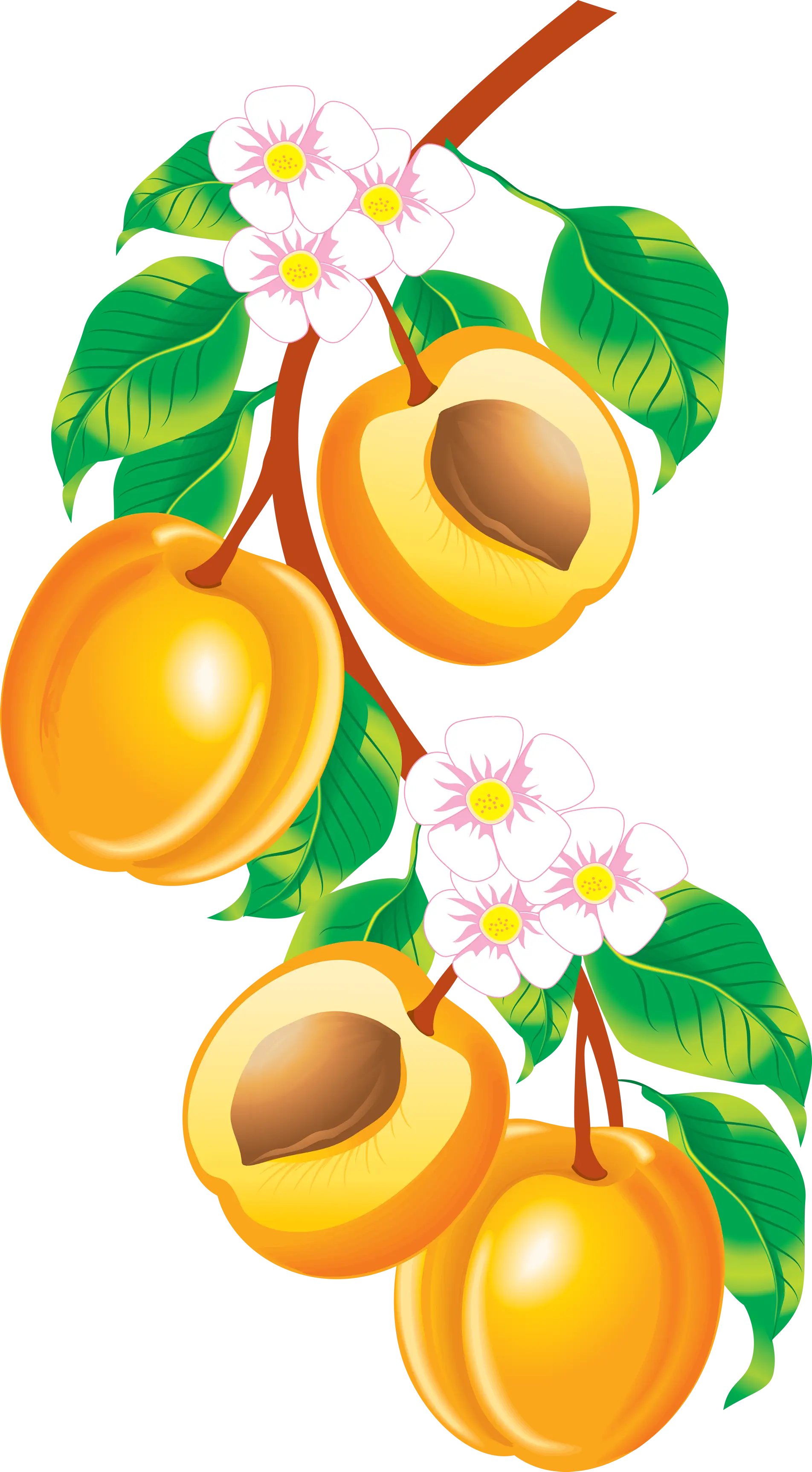 Apricots on Branch Illustration
