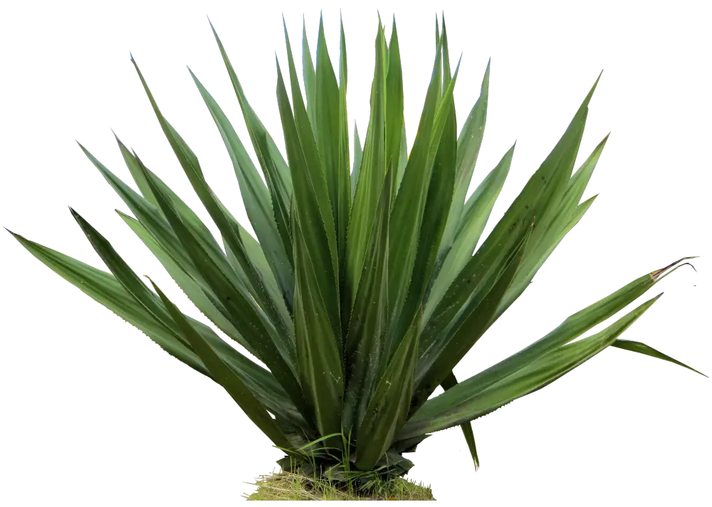 Green Spiky Plant