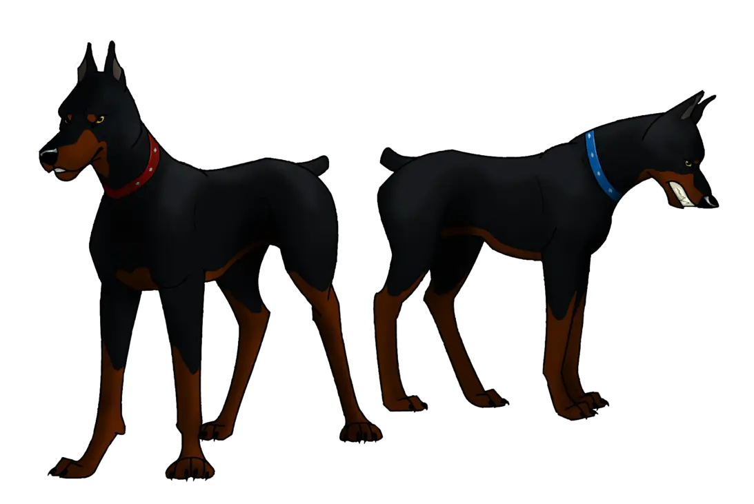 Pair of Alert Doberman Dogs