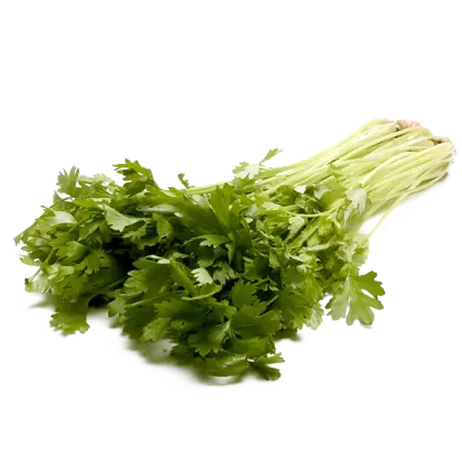 Fresh Cilantro for Culinary Use