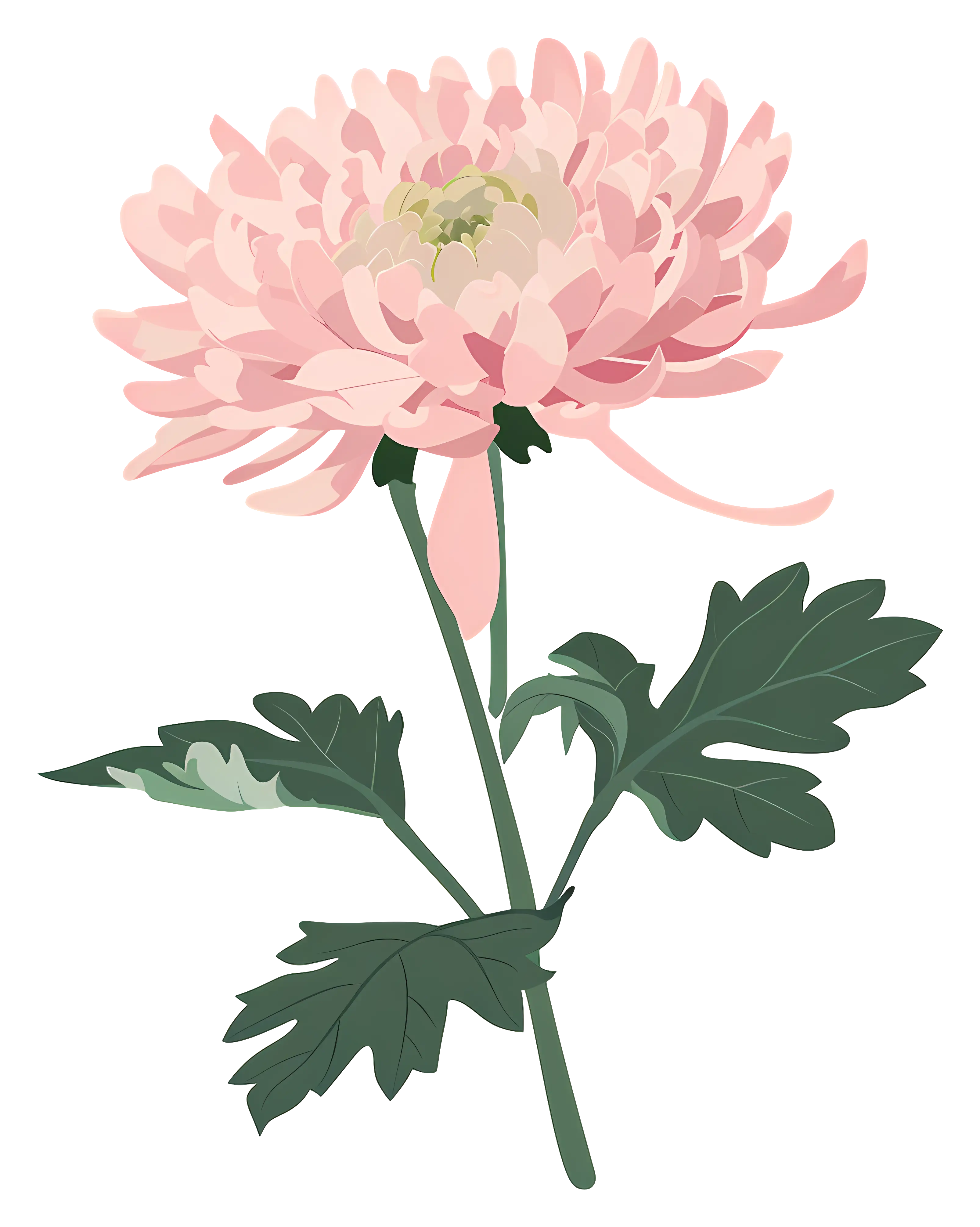 Pink Chrysanthemum Flower Illustration