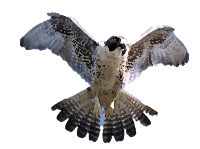 Hawk in Mid-Flight with Spread Wings