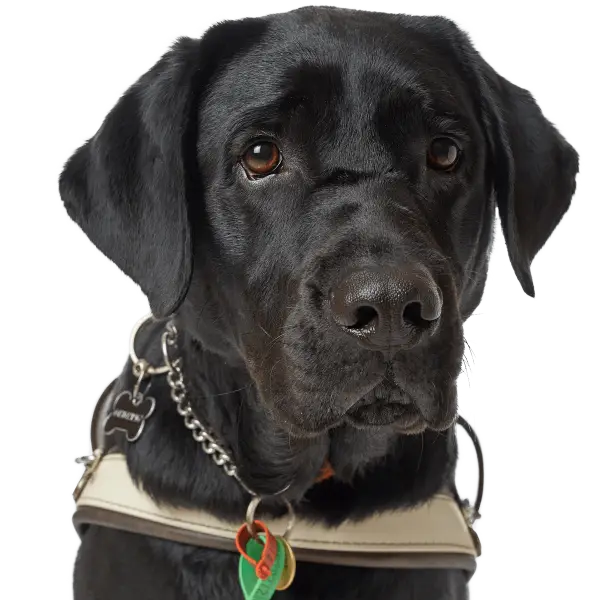 Black Labrador Guide Dog