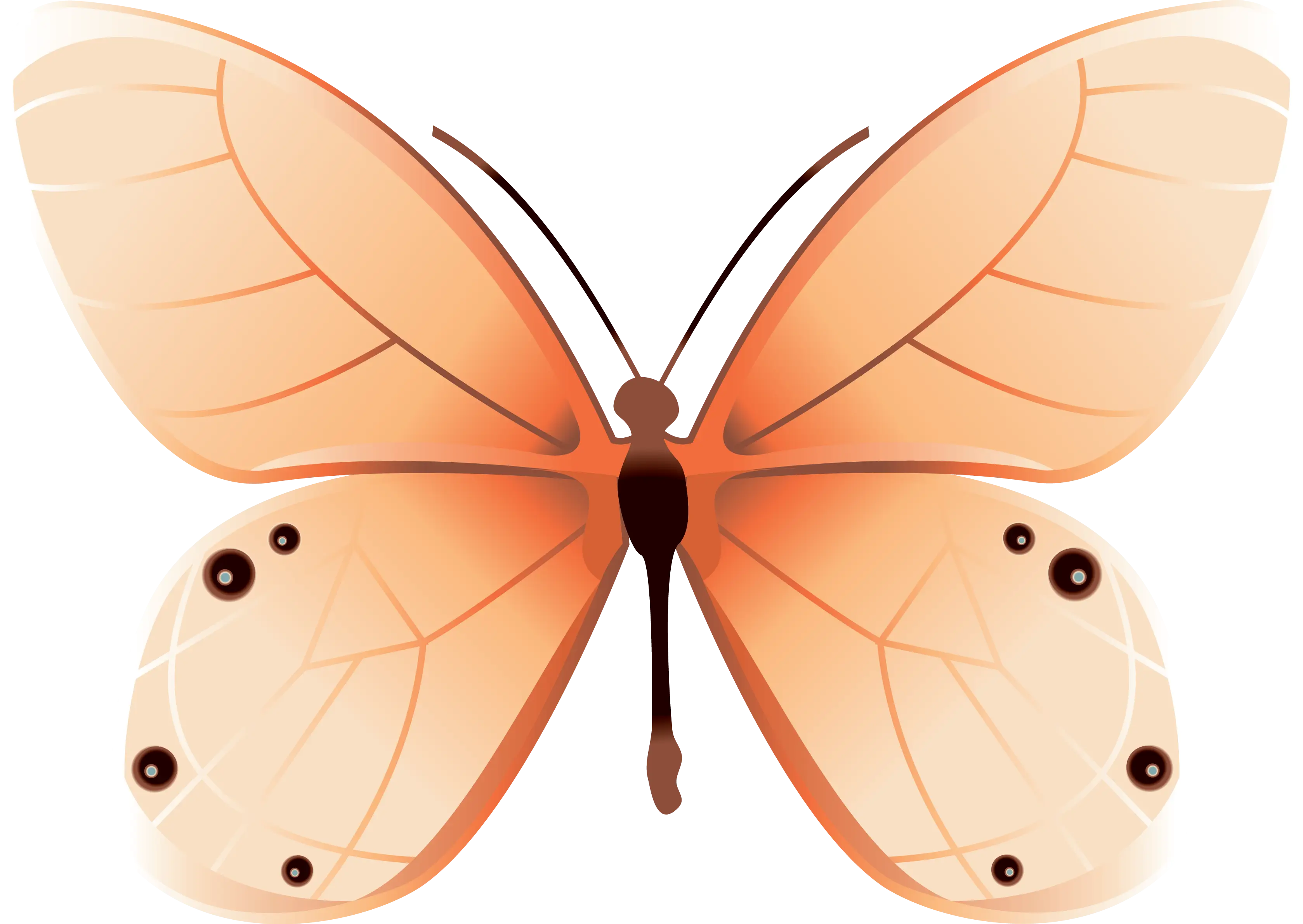 Bright Orange Butterfly Illustration