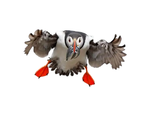 Flying Bird with Fish
