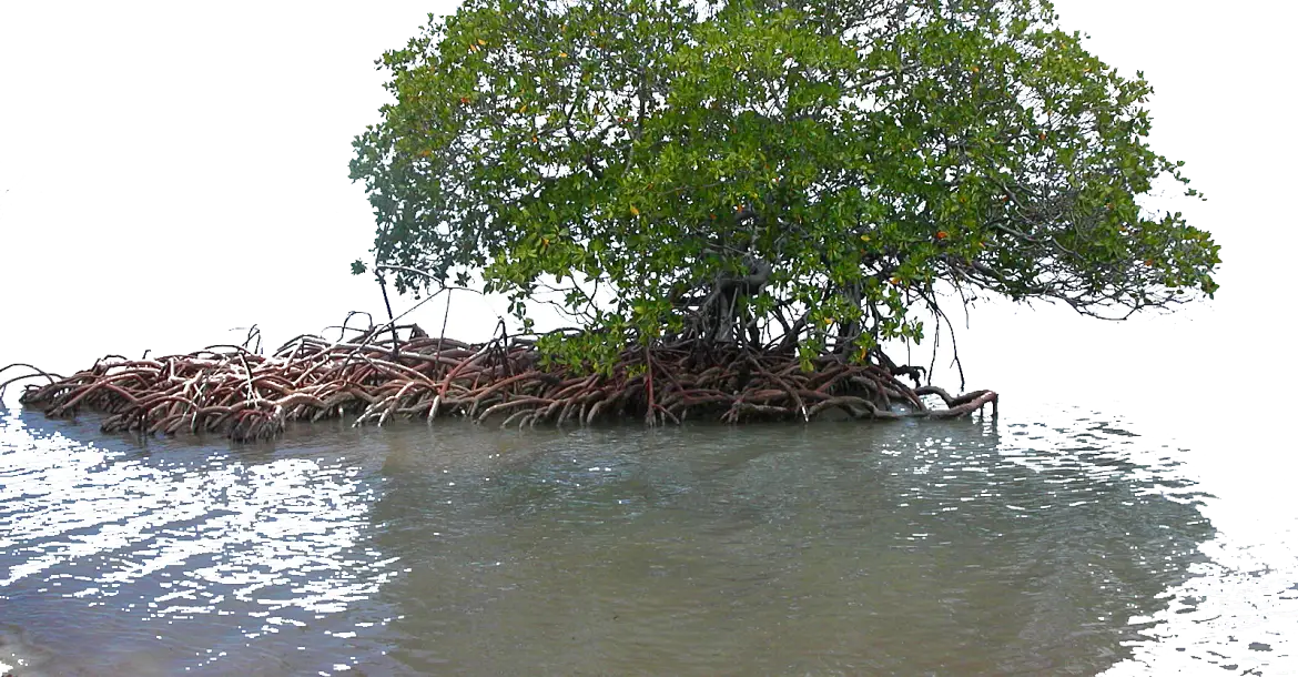 Mangrove Tree in Water