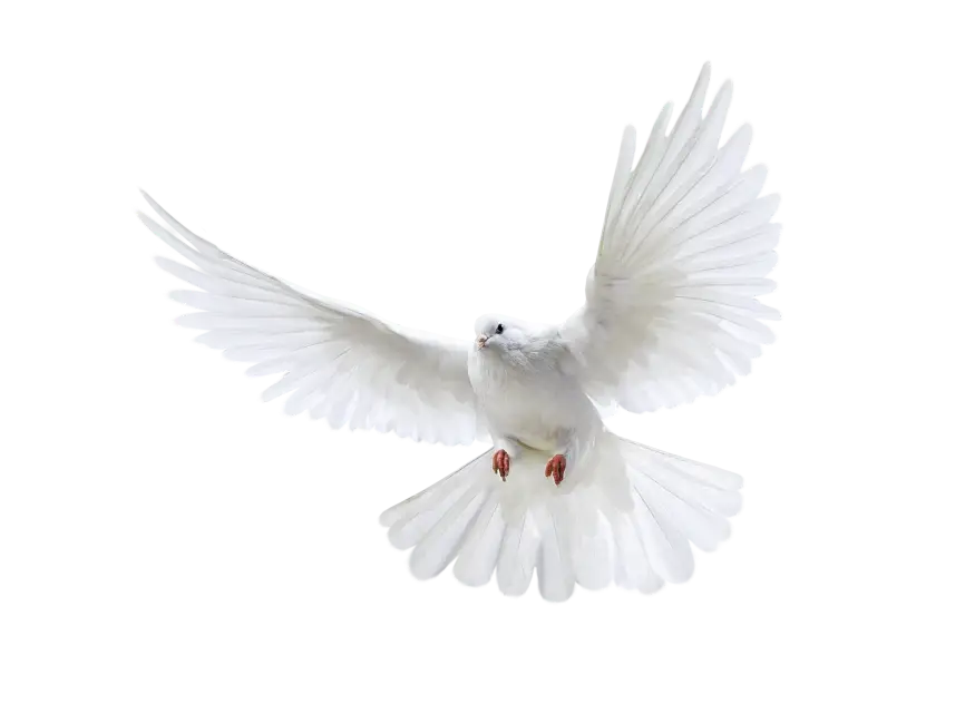 White Dove in Flight