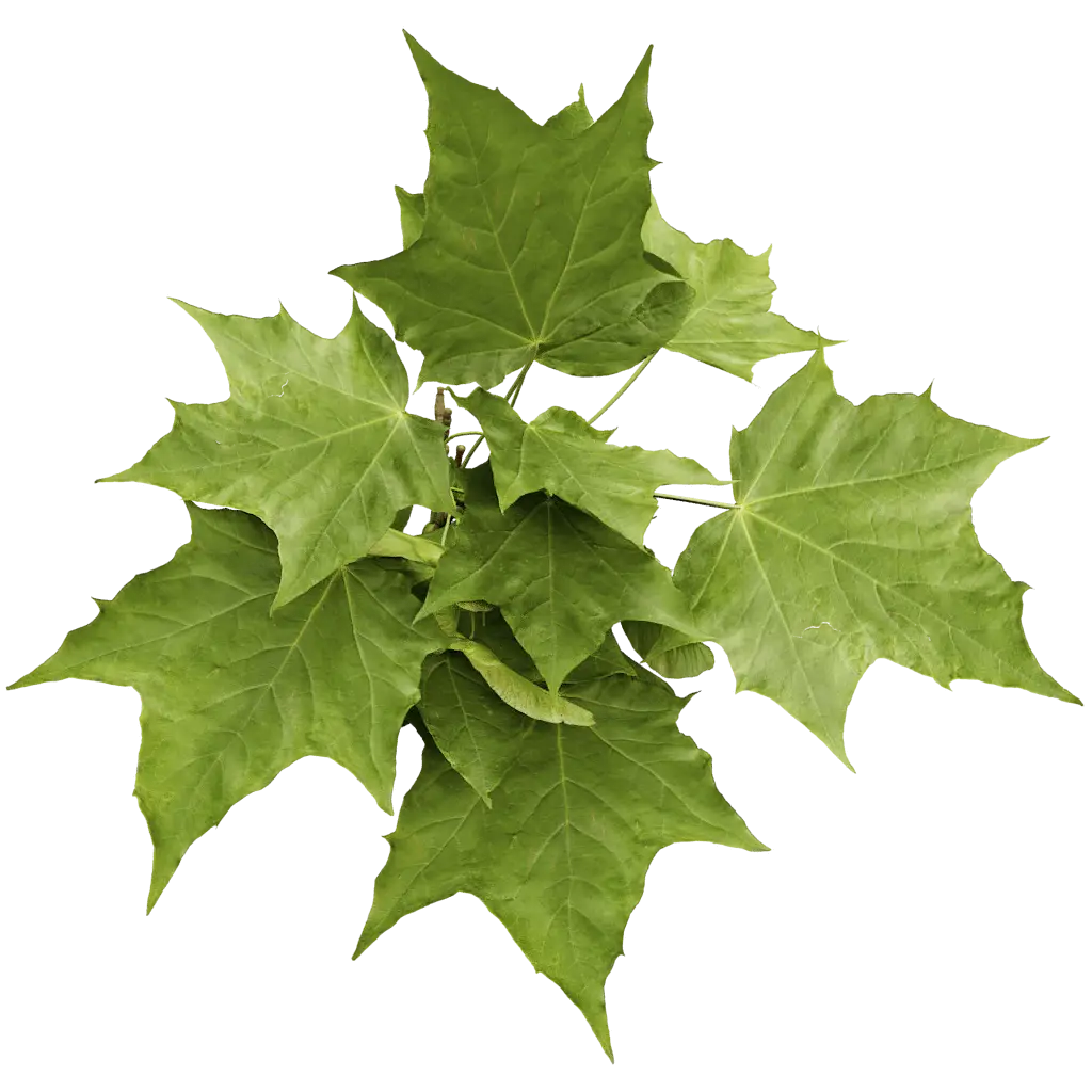 Cluster of Green Leaves