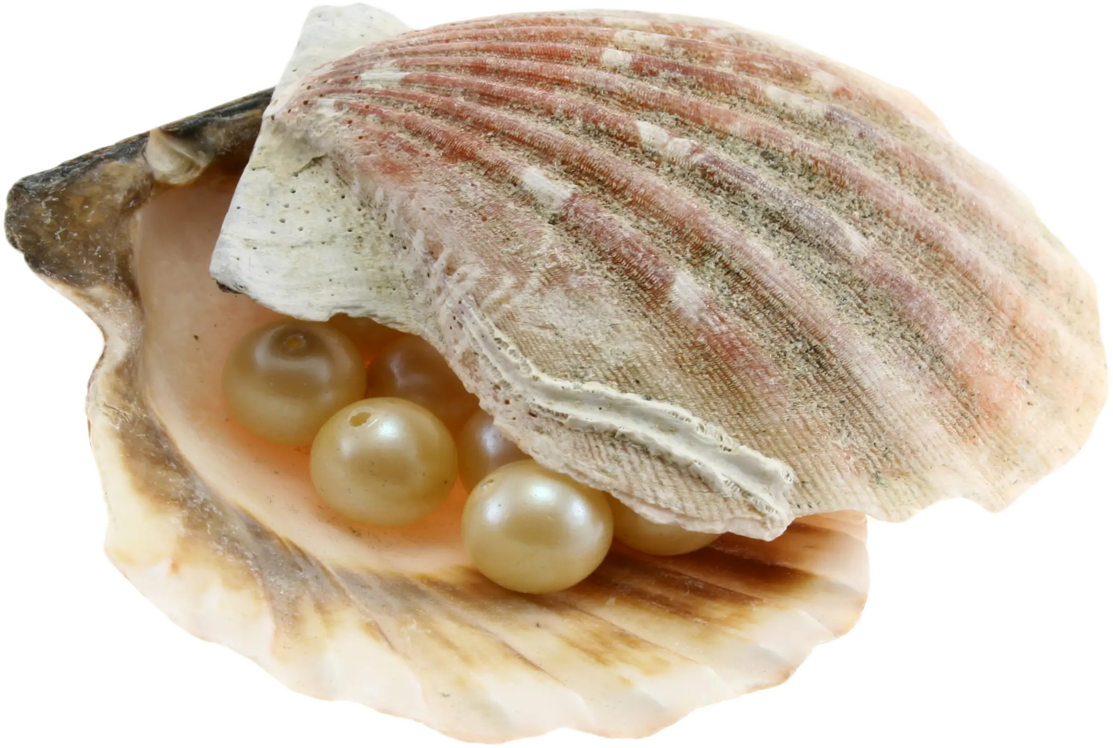 Beautiful Pearls in a Shell
