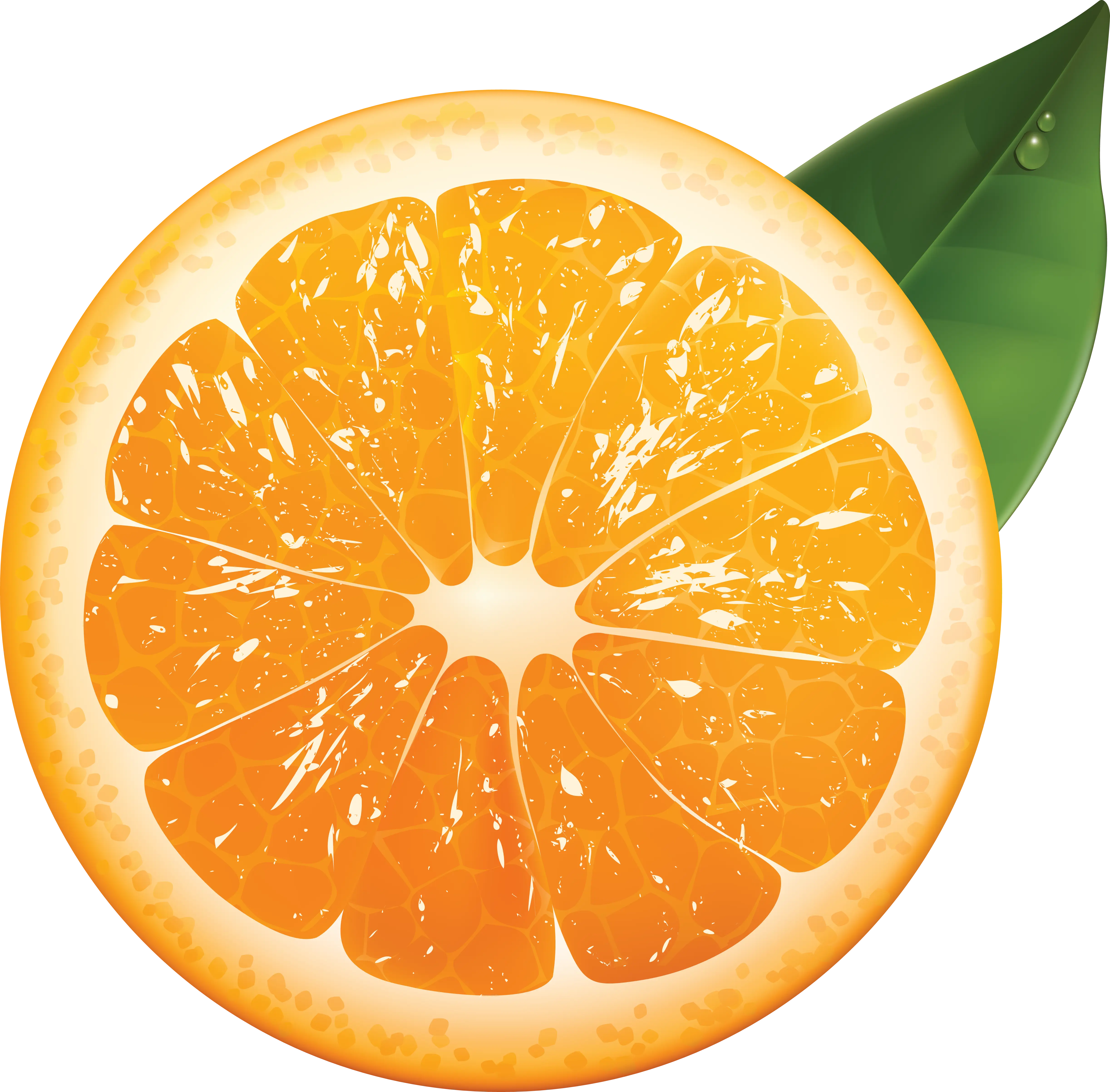 Fresh Orange Slice with Leaf Illustration