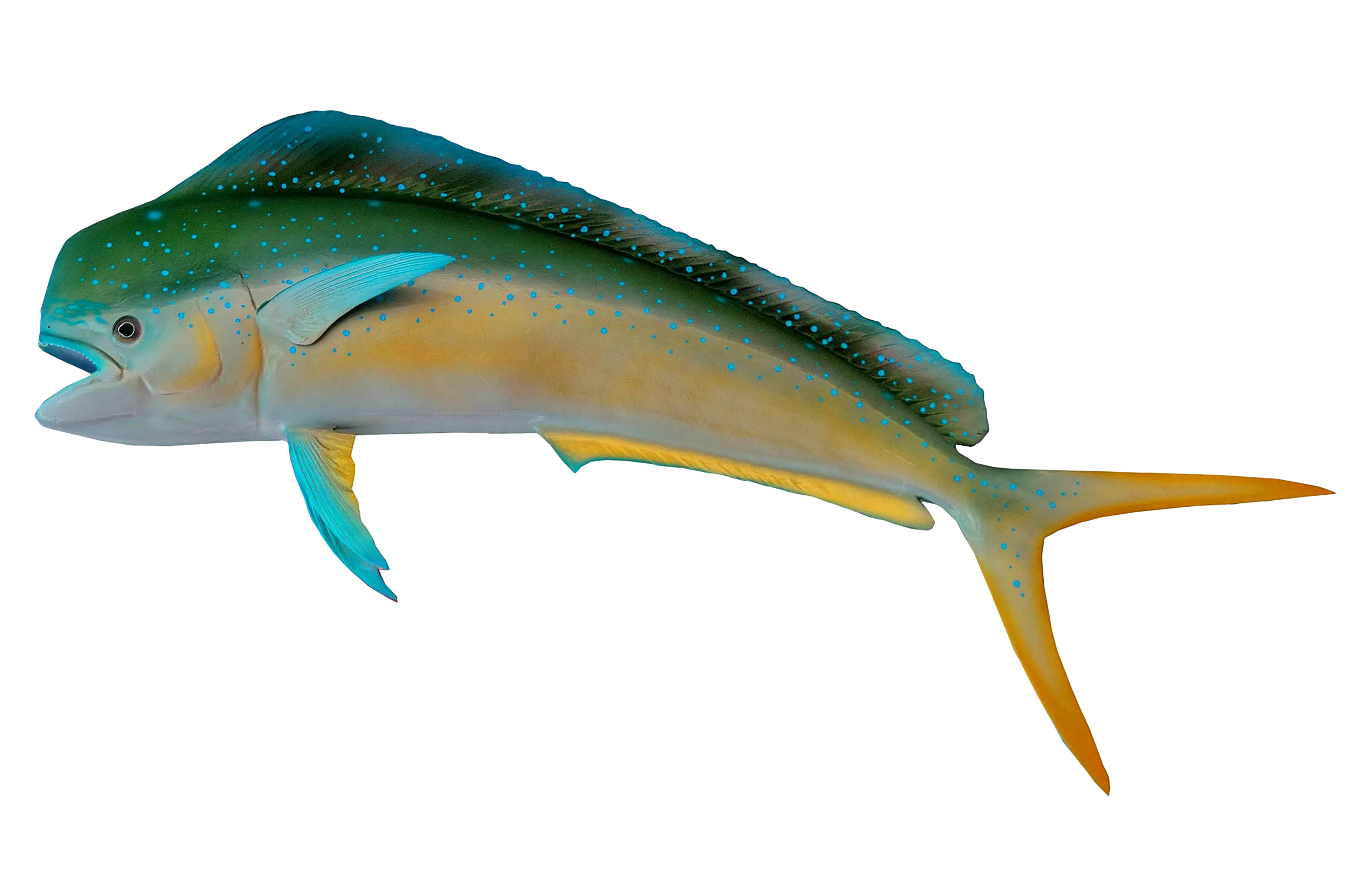 Colorful Fish in Marine Environment