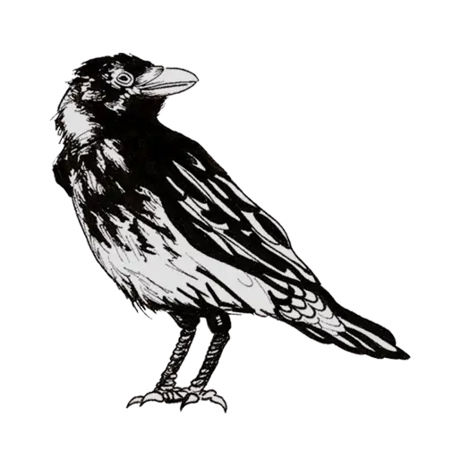 Detailed Black Crow Illustration in Artistic Style