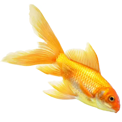Beautiful Golden Goldfish