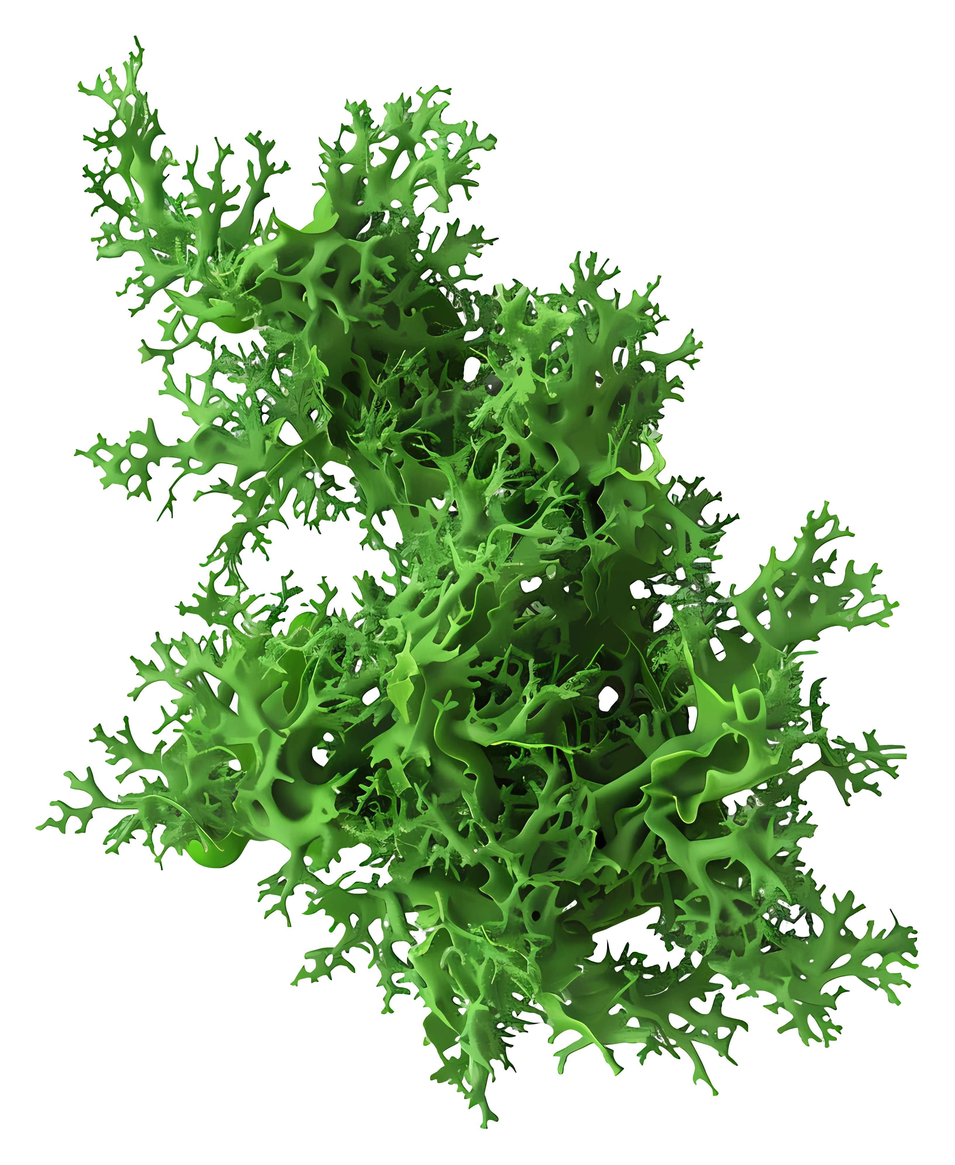 Green Coral in Marine Environment