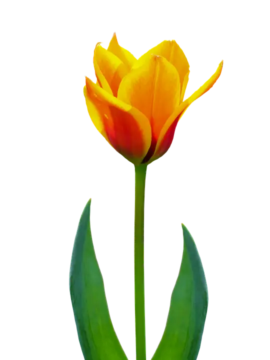 Yellow Tulip with Green Stem