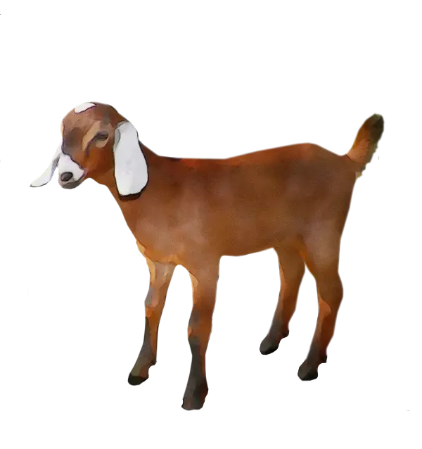 Brown Domestic Goat Illustration