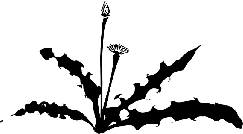 Black Silhouette of a Dandelion