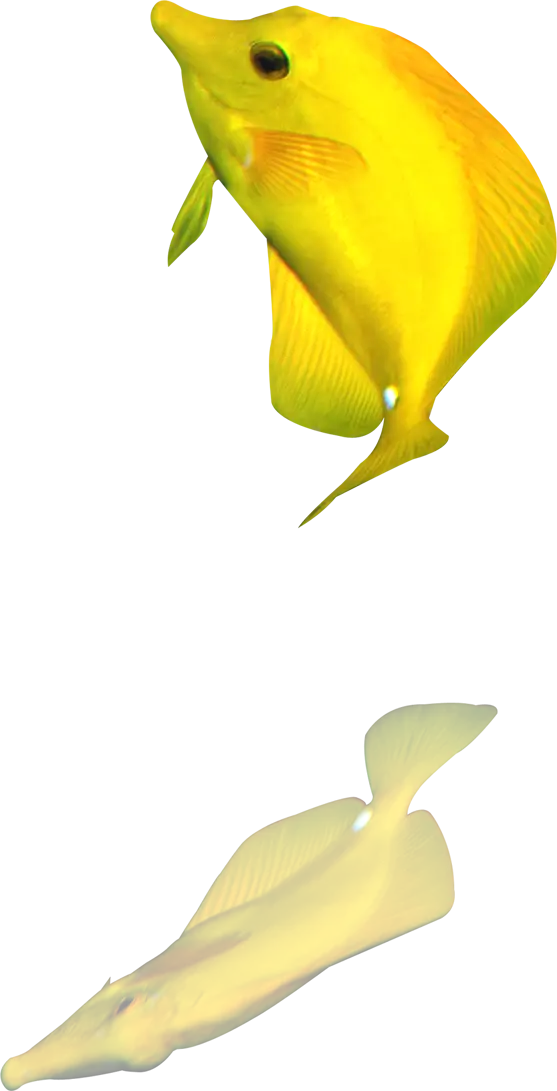 Bright Yellow Fish in the Aquarium