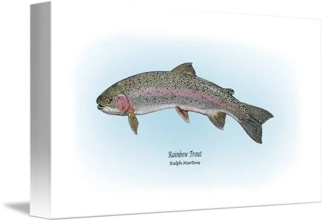Illustration of Rainbow Trout