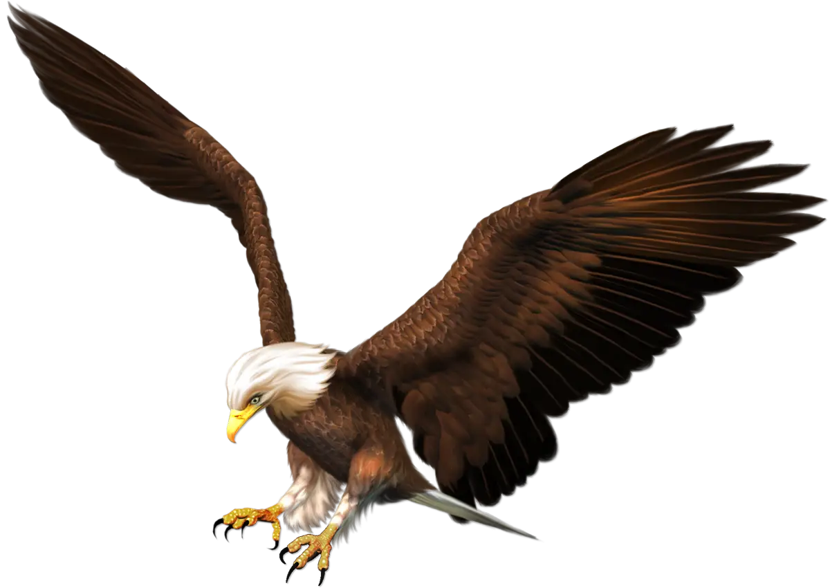 Bald Eagle in Mid-Flight