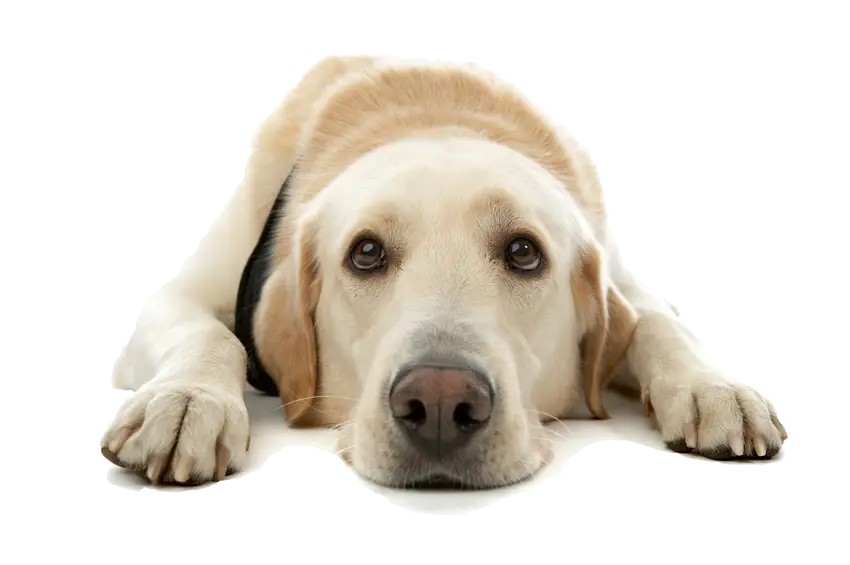 Yellow Labrador Retriever Lying Down