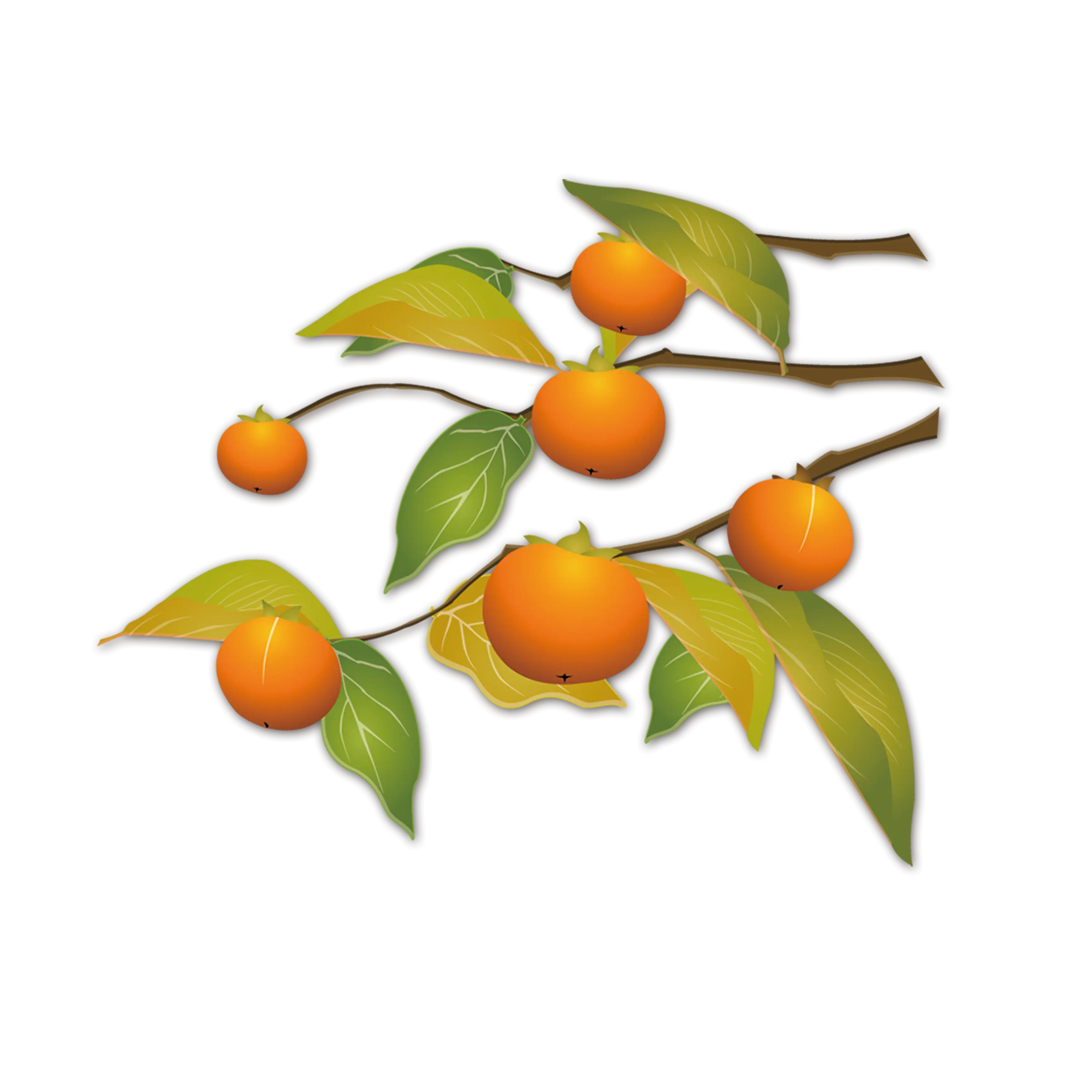 Orange Branch with Leaves