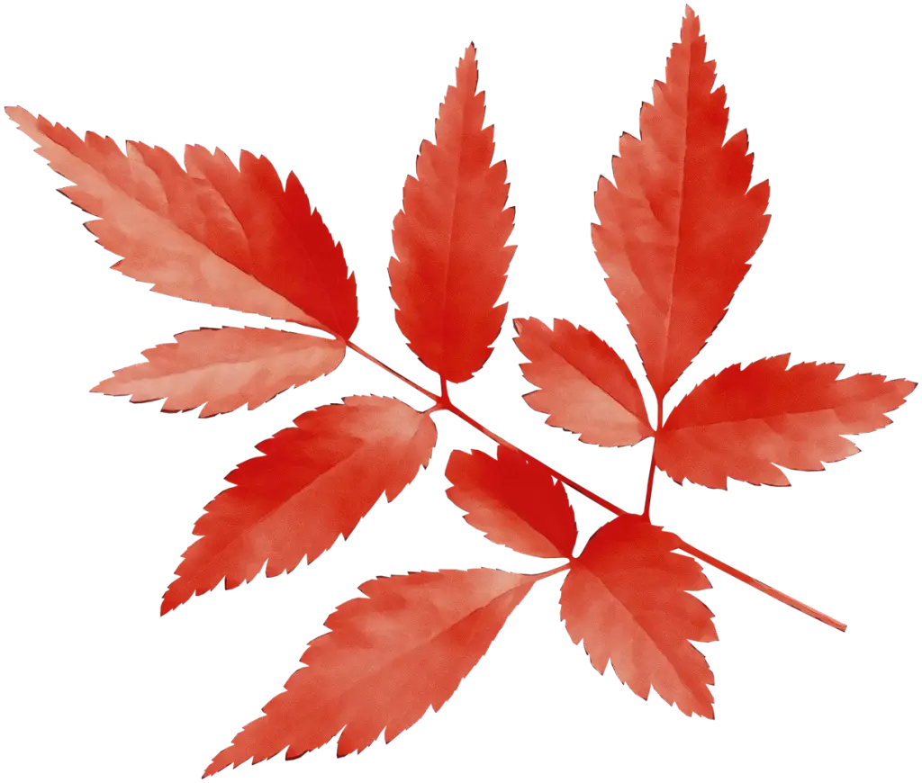Red Autumn Leaves Illustration