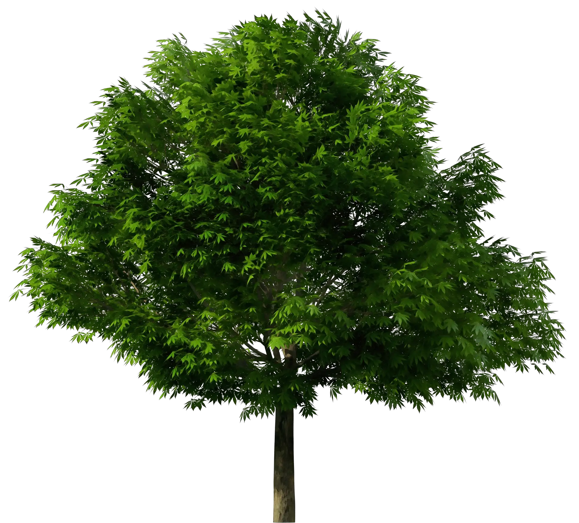 Green Tree Illustration
