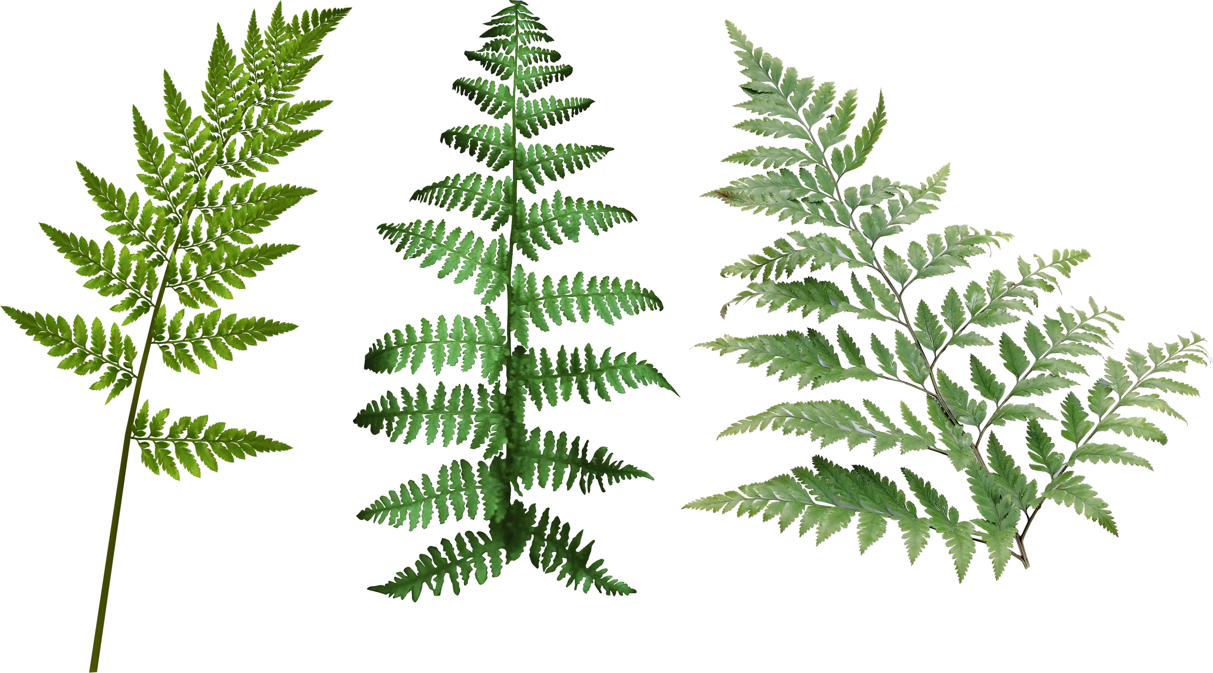 Beautiful Green Fern Leaves Illustration