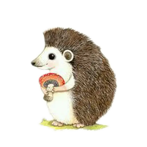 Cute Hedgehog
