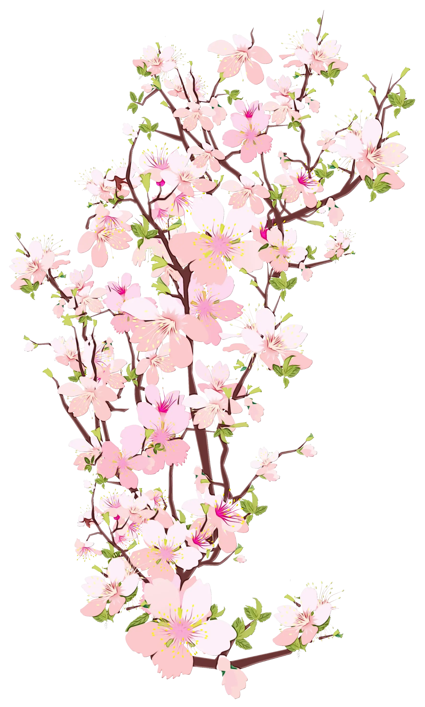 Cherry Blossom Branch Illustration