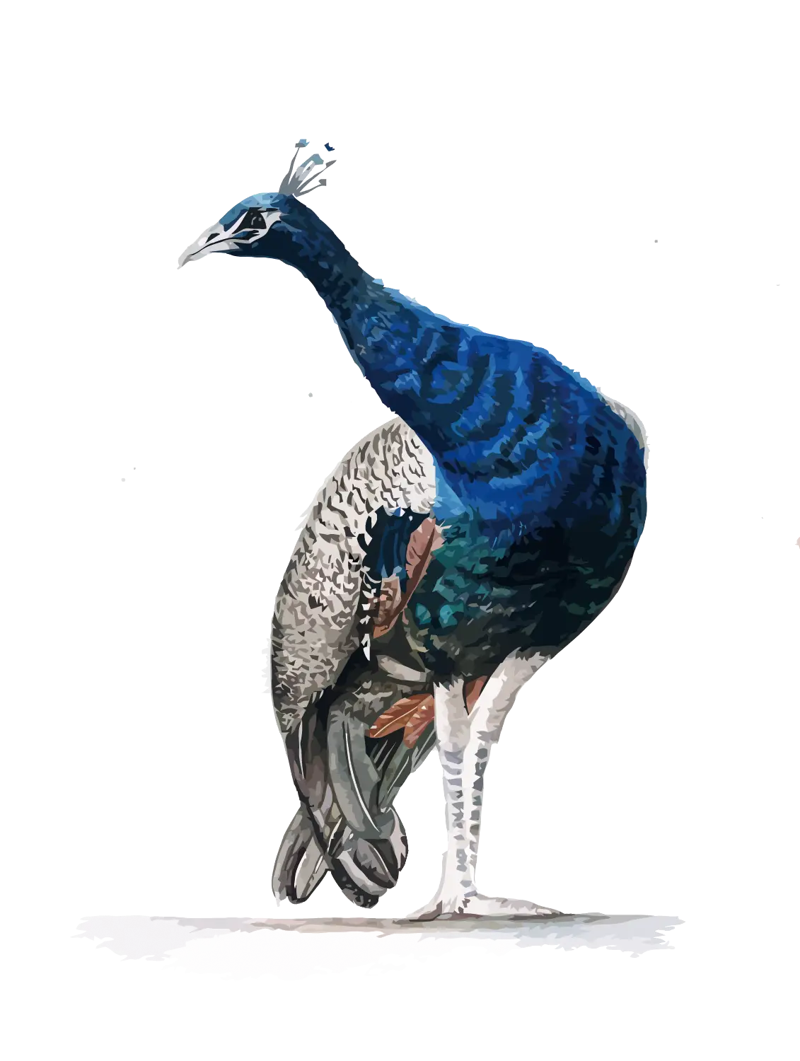 Elegant Peacock Illustration
