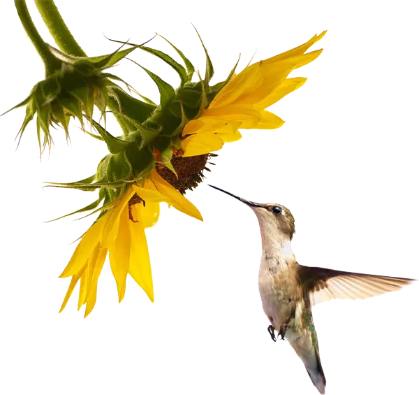 Hummingbird Feeding on Sunflower