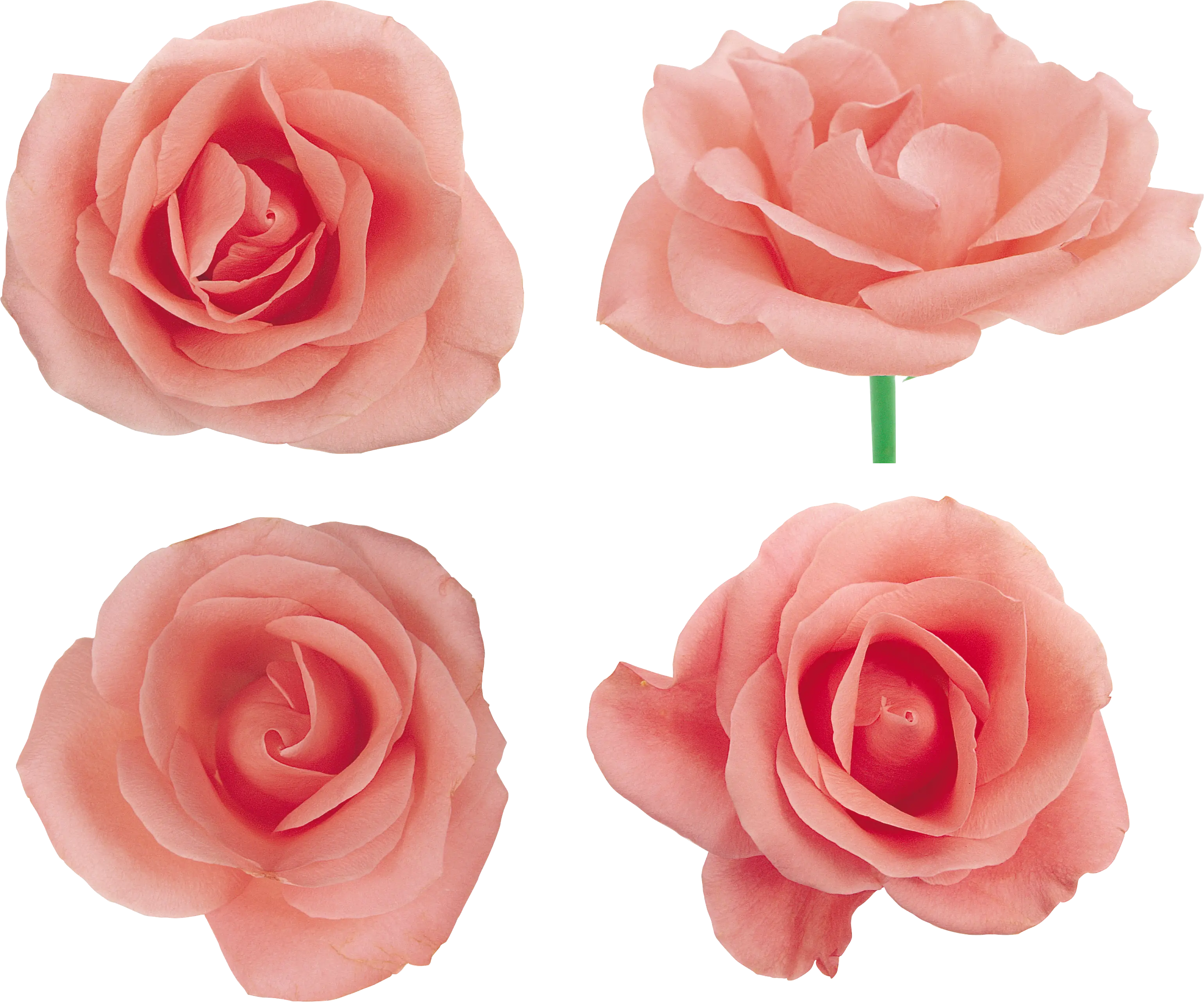 Beautiful Pink Roses Set