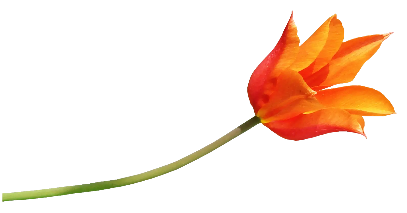 Orange Tulip Flower on a Long Stem