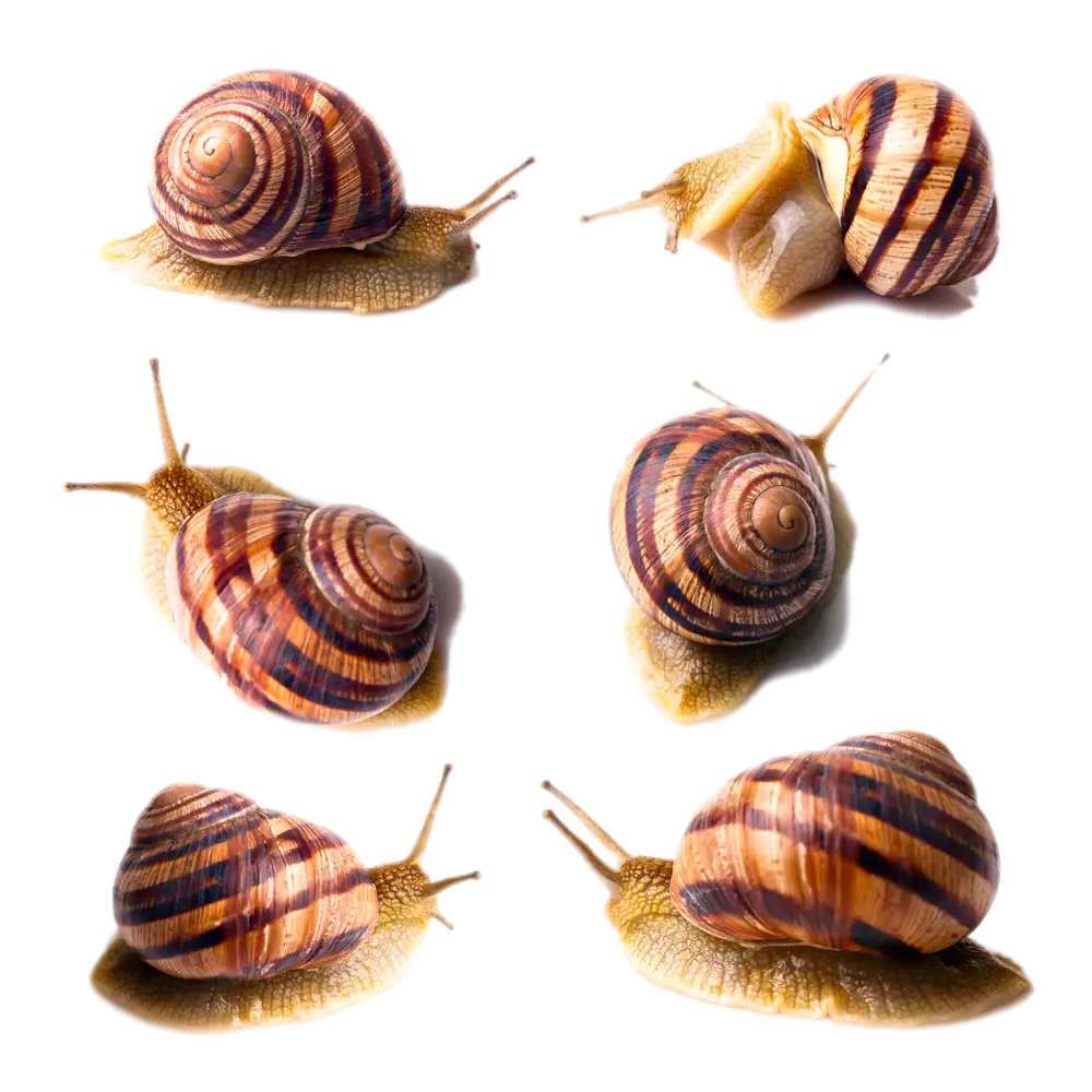 Snails with Striped Shells