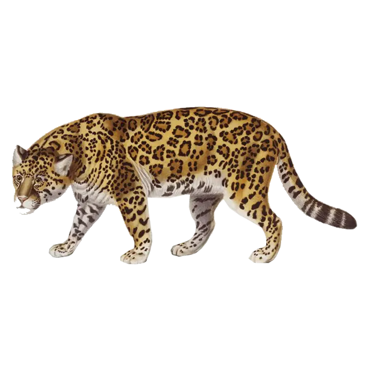 Realistic Leopard Illustration